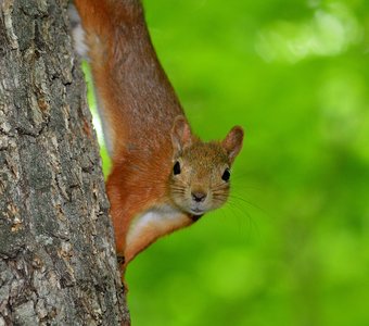 Лесная красавица