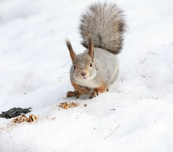 Кафе "Лесное". Семечки и орешки.