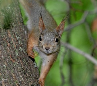 Белки. Поколение-2020