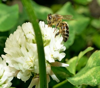 Пчела и клевер