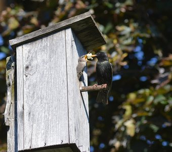 Кормление птенца