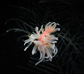 "Подводный цветок"