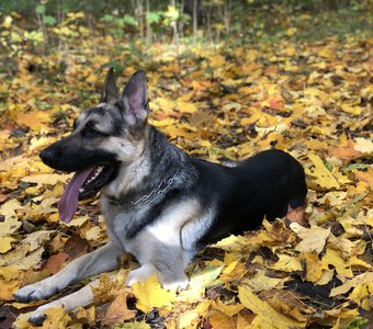 Все как у всех - и в желтых листьях тоже