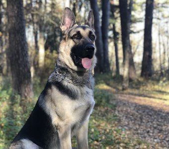 Всегда на страже