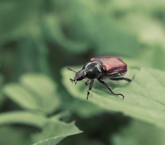 Садовый хрущик - миниверсия майского жука