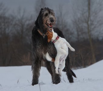 Из жизни бородатых