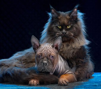 кто тут котиков не любит?