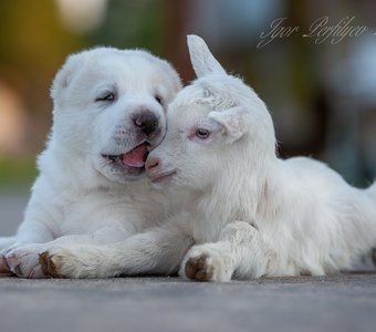 Про агнцев и козлищ.