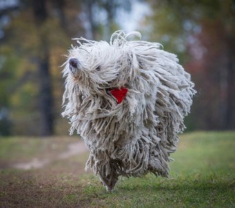 Учиться летать.