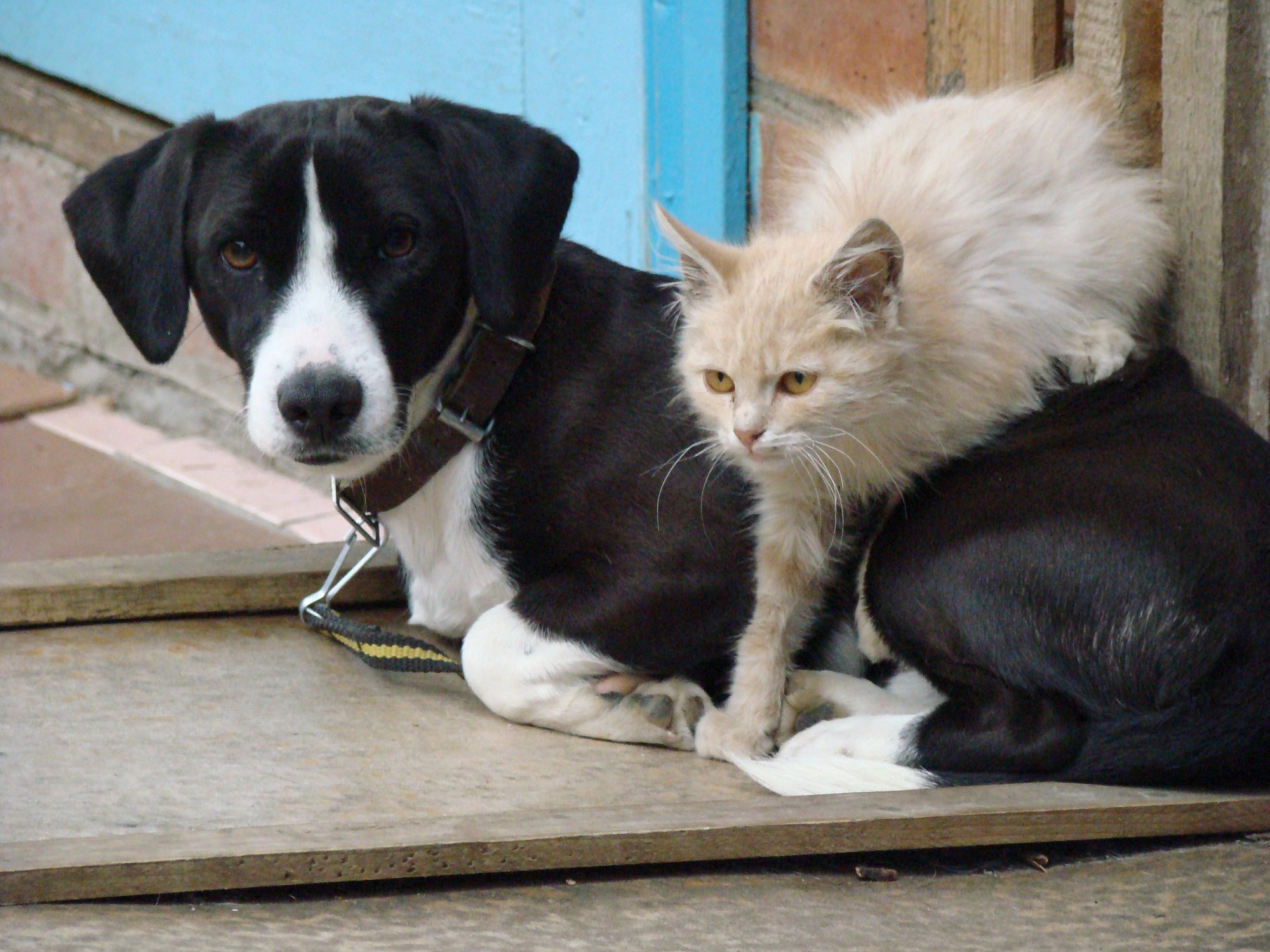 Друзья познаются в беде