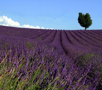 Lavender fields| Лавандовые поля