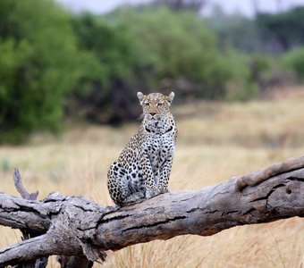 Леопард, Ботсвана