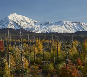 Острый и Плоский Толбачик