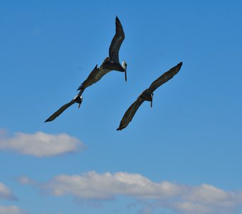 Пеликаны Бимини