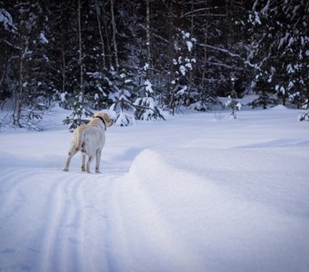 Прогулка по зимнему лесу