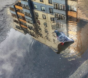 В отражениях луж можно найти прекрасные сюжеты