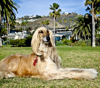 Собачья жизнь в Калифорнии
