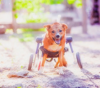 Ветер свободы