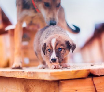 Материнский контроль