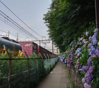 Гортензия рядом с железной дорогой