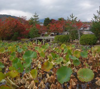 Дыхание осени и лотосы Арасиямы