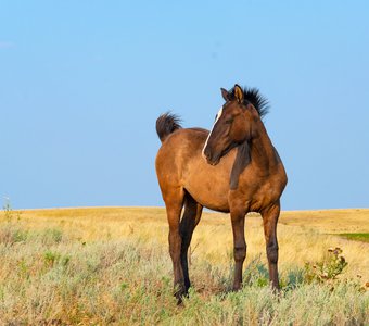 Лошадь в поле