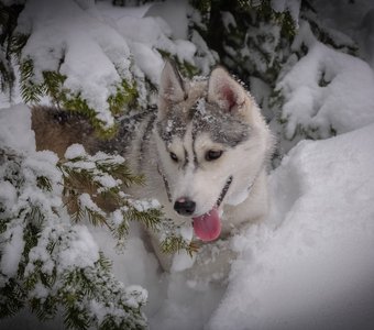 Хаски первый снег