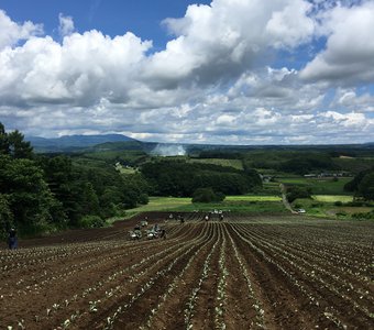 Посадки капусты