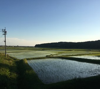 Рисовые поля в Ниигата