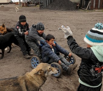 Чукотские дети катаются на собаках