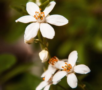 Флёрдоранж