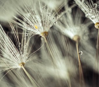 По ту сторону