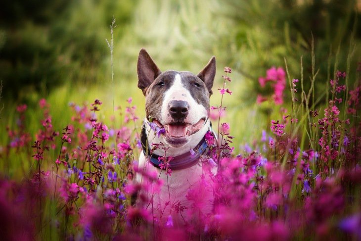 Притворившись шмелём.