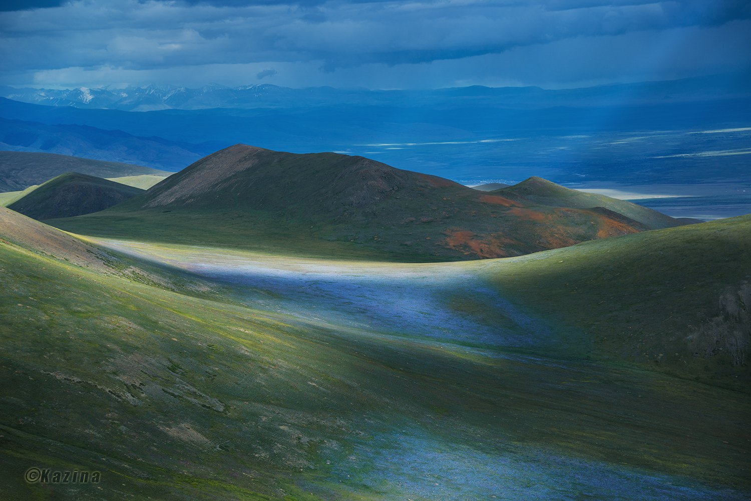 Незабудковые поляны Курайского хребта, Алтай.