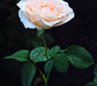 Нежная роза