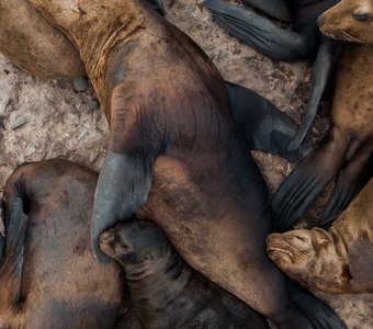 На лежбище самка сивуча и ее щенок узнают друг друга по голосу.