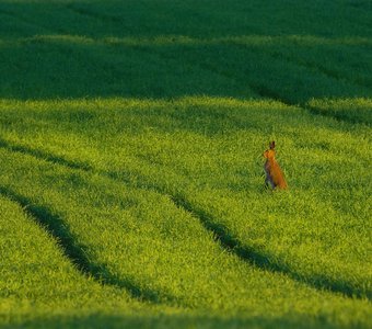 Заяц в поле.