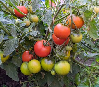 Зреют томаты в саду