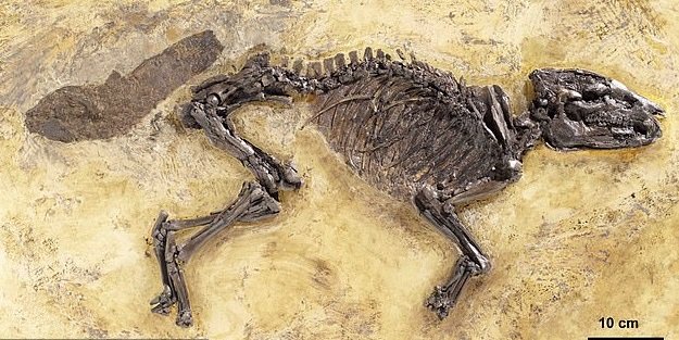 Фото: Propalaeotherium voigti