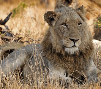 Портреты животных: африканский лев