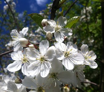 Цветение вишни