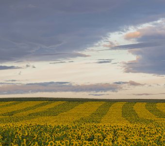 Философия подсолнуха.