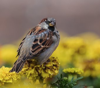 Воробей и бархатцы