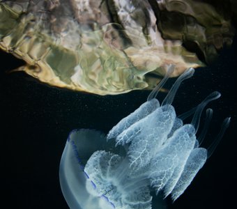 Медуза корнерот в гроте