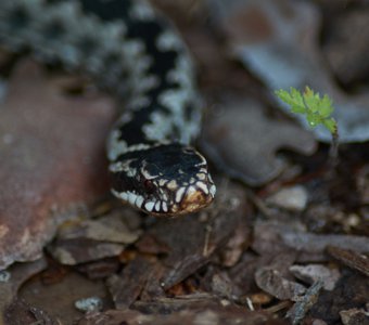 Snake in the forest. Viper