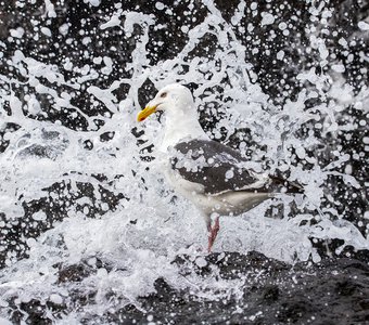 Тихоокеанская чайка в объятьях Охотского моря