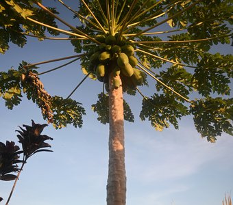 Тропический «одуванчик»