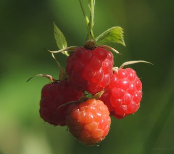 Гроздь малины