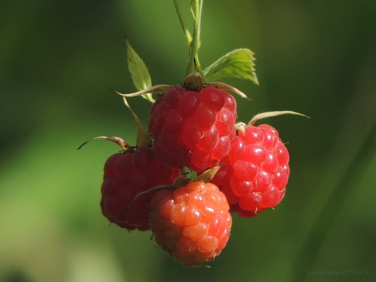 Гроздь малины