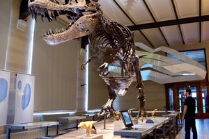 Как взвесить динозавра: что говорят исследования